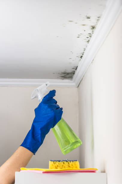 Why You Should Choose Our Mold Remediation Services in Olivet, MI